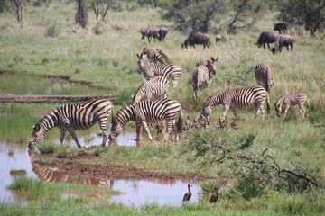 Benarkah Zebra Tidak Bisa Tidur Sendiri?