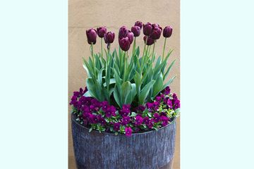 5 Fakta Menarik Bunga Tulip Bobo