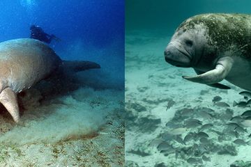 Bedanya Manatee Dan Dugong Bobo