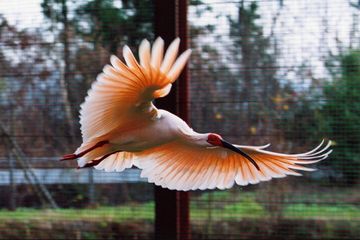 Burung Toki Burung Langka Yang Gemar Berpindah Tempat Bobo
