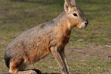 700 Koleksi Gambar Hewan Mirip Kelinci Terbaru