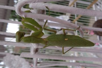 Berita Insecta Terbaru Hari Ini Belalang Sembah Serangga Karnivora