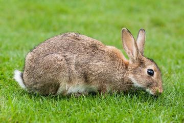 Kelinci Dan Terwelu Serupa Tapi Tak Sama Bobo Kelinci Dan Terwelu Serupa Tapi Tak Sama Bobo