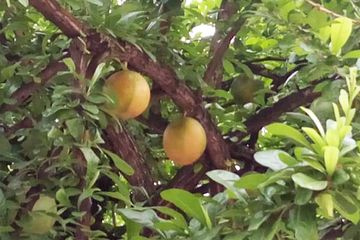 Buah Maja (Putri Puspita (Bobo.Grid.ID))