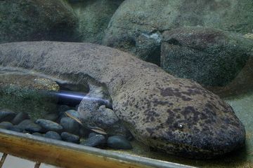 Salamander Raksasa Hewan Purba Yang Masih Hidup Sampai Sekarang Semua Halaman Bobo