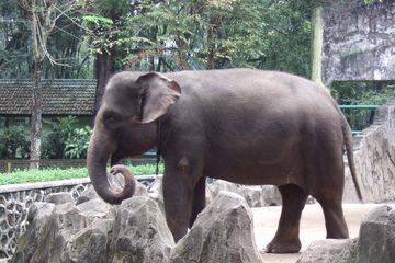 Hewan Endemik Dari Indonesia Barat Bobo