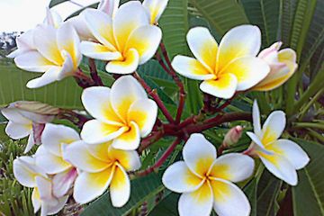 Bunga Kamboja, Cantik tapi Ditakuti - Semua Halaman - Bobo