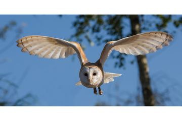 7 Fakta Tak Terduga Seputar Burung Hantu Semua Halaman Bobo