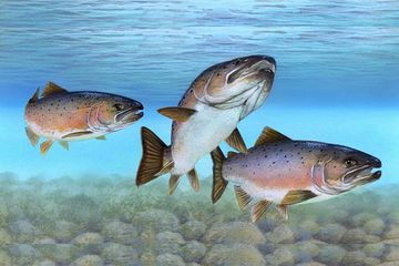 Siklus Hidup Salmon, Ikan Laut yang Lahir di Sungai - Semua Halaman - Bobo