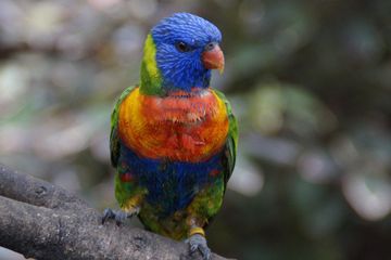 Selain Burung Kakatua 5 Burung Ini Juga Bisa Meniru Suara Kita