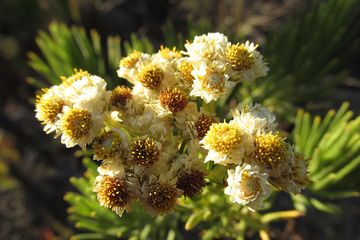 Ditemukan Hampir 200 Tahun Lalu Inilah 5 Fakta Bunga Edelweis
