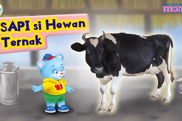 Video Fakta Unik Sapi Si Hewan Ternak Bobo