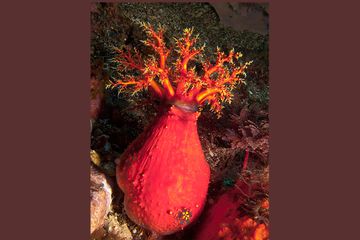 Apel Laut Ini Adalah Hewan Bukan Buah Semua Halaman Bobo