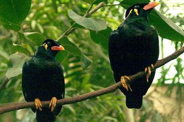 Kenapa Ada Burung Yang Bisa Bicara Dan Menirukan Kata Kata Manusia