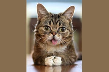 14++ Foto anjing anggora lucu terbaru