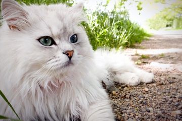 4 Kucing Persia Kucing Kesayangan Keluarga Semua Halaman Bobo
