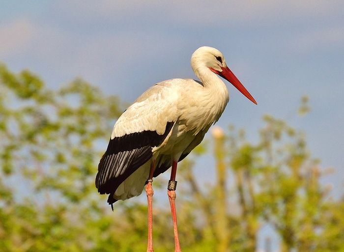 Mengapa Bentuk Paruh Burung Berbeda Beda Cari Tahu Arti Perbedaan Paruh Burung Yuk Semua Halaman Bobo