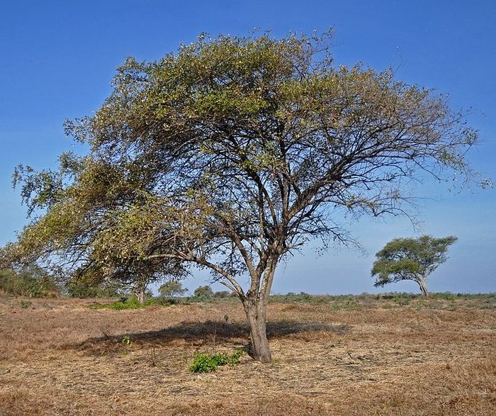 Pohon Bidara atau Bekol Savanna di Baluran National Park