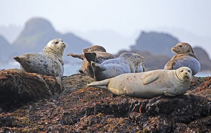 Perbedaan Anjing Laut Singa Laut Dan Walrus Jangan Tertukar Ya