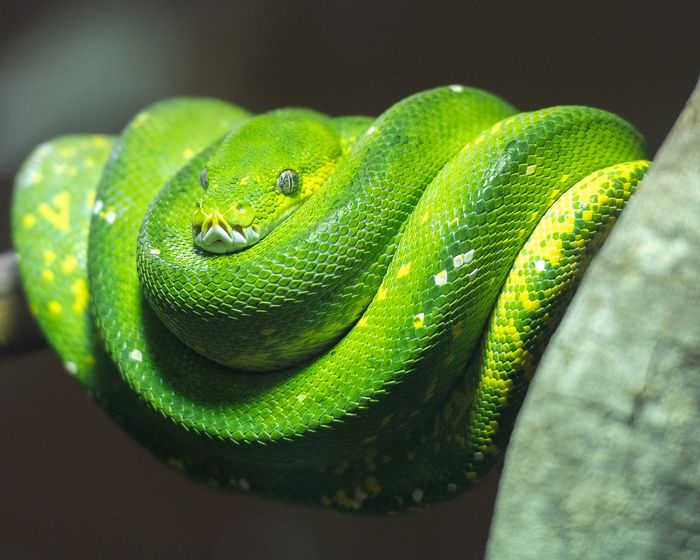 Ular piton hijau.
