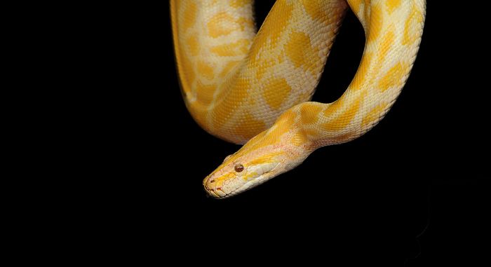 Ular piton albino.