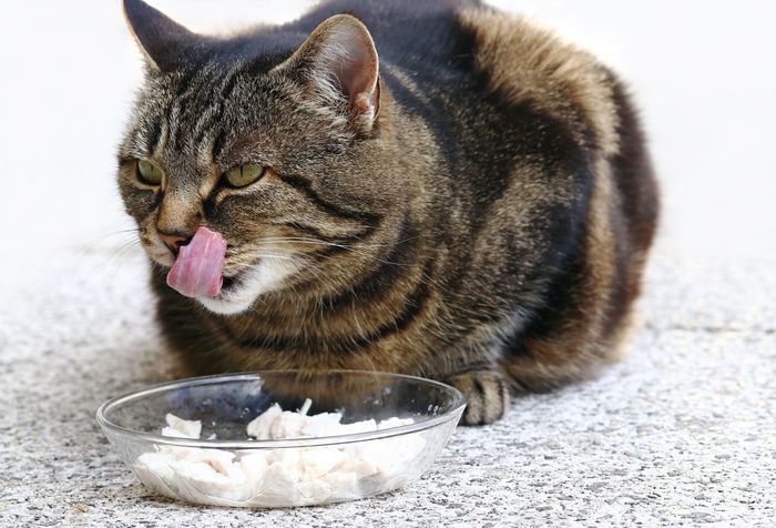 Cara membuat makanan kucing agar cepat gemuk