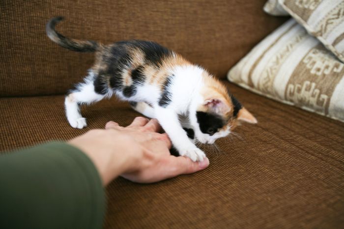 Wah, Ternyata Ini 7 Hal yang Membuat Kucing Pergi dari Rumah 