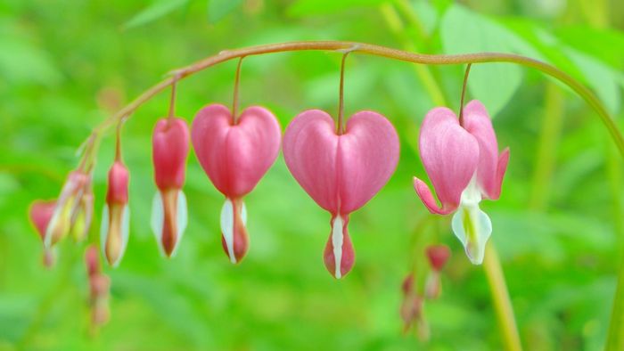 Bunga Bleeding Heart