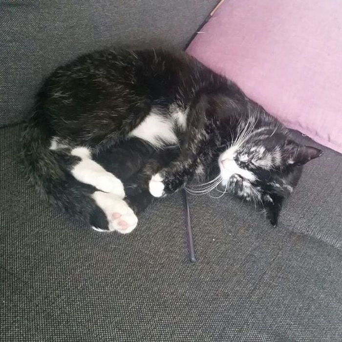 Karena Vitiligo, Bulu Kucing Ini Berubah Warna, lo! Apa Itu 