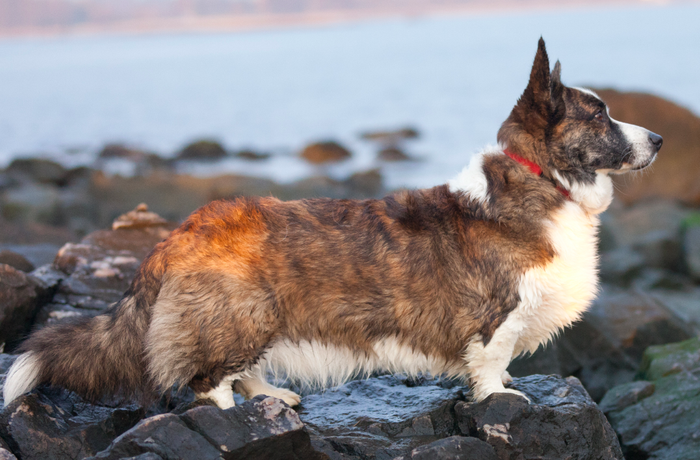 Fakta Seru Corgi Si Anjing Berkaki Pendek Ada Yang Tidak Punya Ekor
