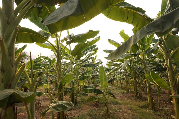 Pohon pisang bisa tumbuh di iklim tropis maupun sub tropis. 