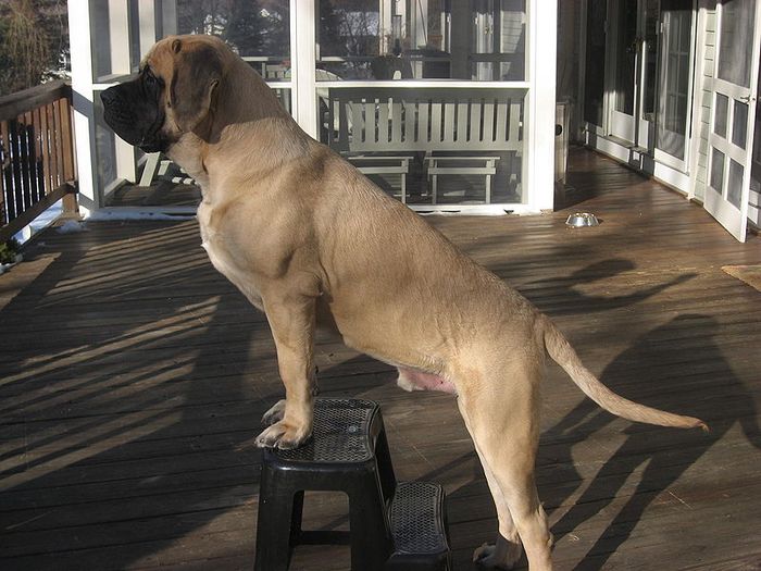 Benarkah Ada Anjing Yang Berat Tubuhnya Sampai 200 Kilogram