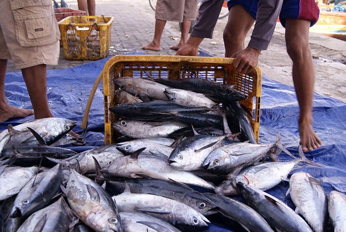 Baik Untuk Kesehatan Ini Dia 10 Jenis Ikan Laut Yang Bisa Dimakan Semua Halaman Bobo