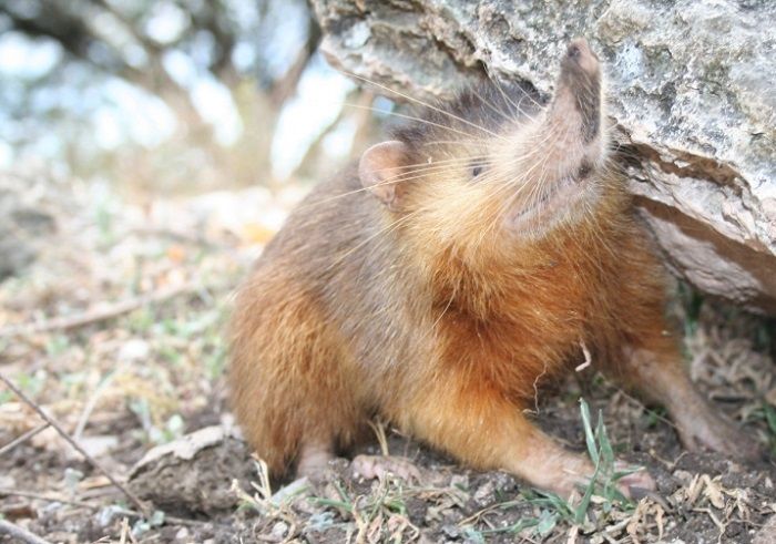 Solenodon