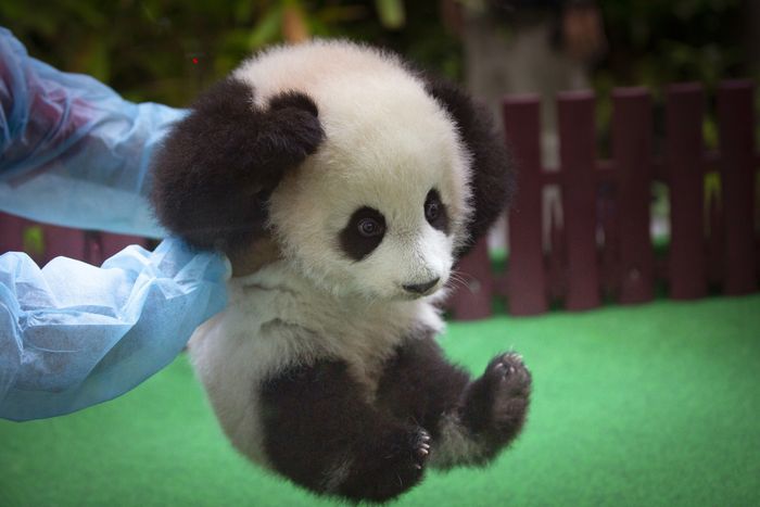 Pengasuh Panda