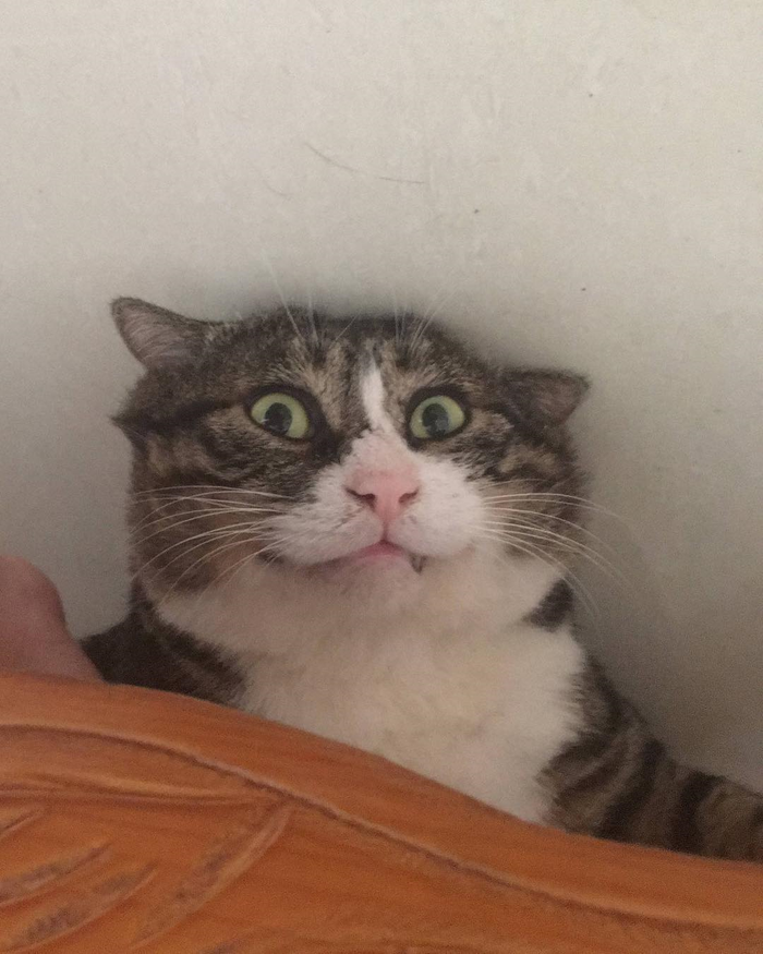 Ah Fei Kucing Gembul Yang Ekspresinya Bisa Bikin Harimu Jadi Menyenangkan Semua Halaman Bobo