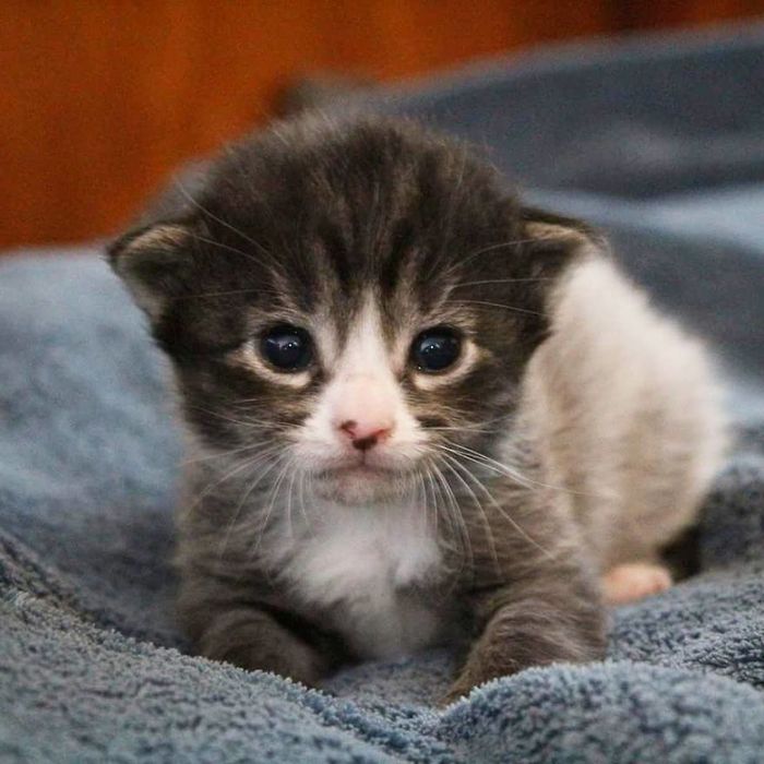 Kucing Bisa Berubah Warna Bulu Karena Fever Coat, Apa Itu Fever 