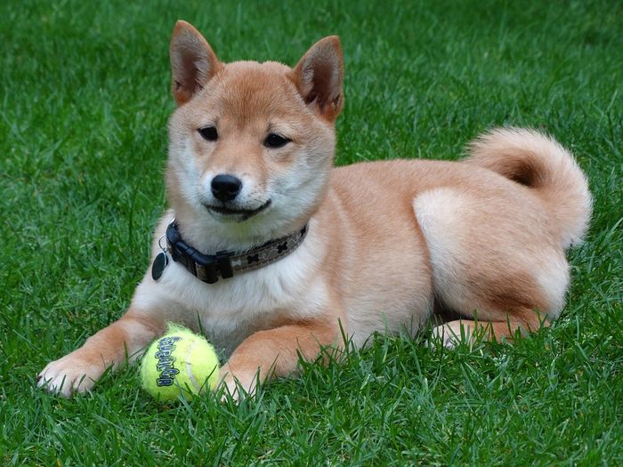 Jadi Anjing Favorit Di Jepang Ini Fakta Shiba Inu Yang