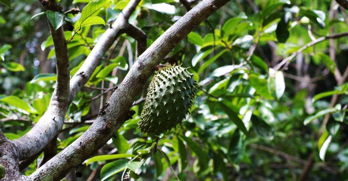 Sirsak merupakan salah satu buah berbentuk aneh.