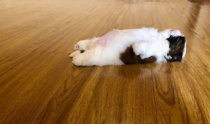 Suka Tidur Telentang Lihat Kelucuan Anak Anjing Shih Tzu Ini Yuk
