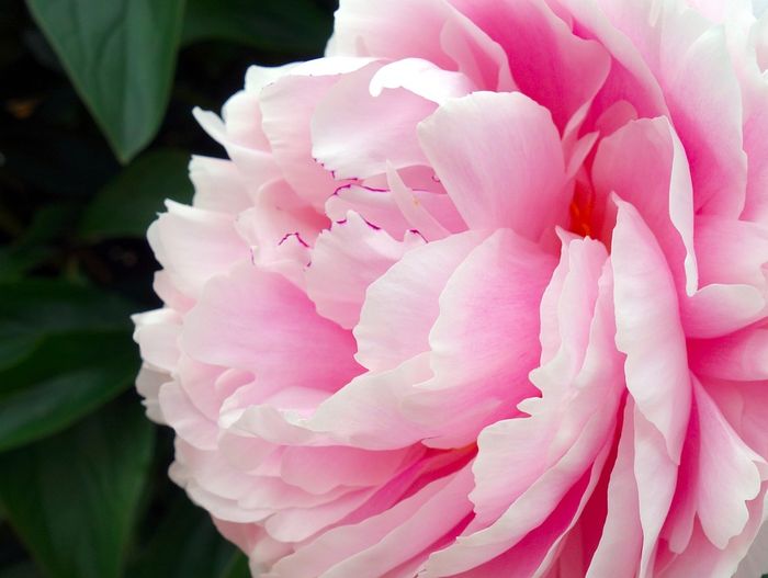 Bunga peony