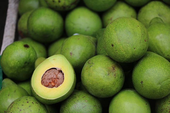 Buah alpukat.