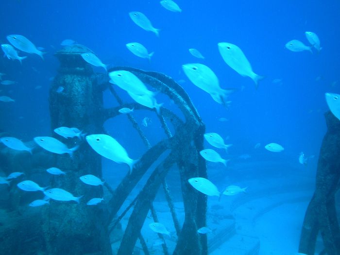 Ikan-ikan yang menjadikan terumbu karang buatan sebagai habitatnya