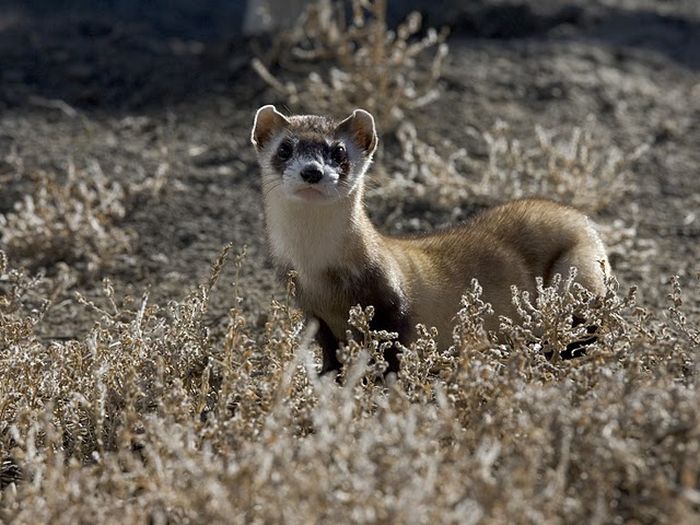 Musang amerika