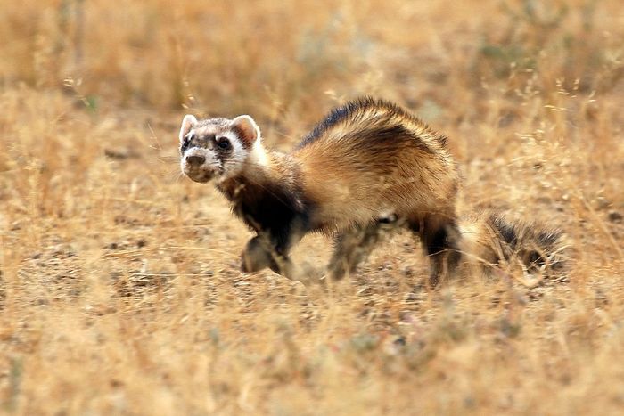 Musang asia