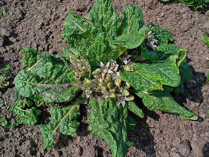 Tumbuhan mandrake di dunia nyata.