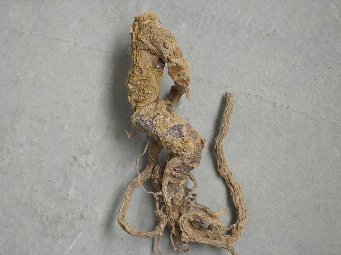 Akar tumbuhan mandrake di dunia nyata.