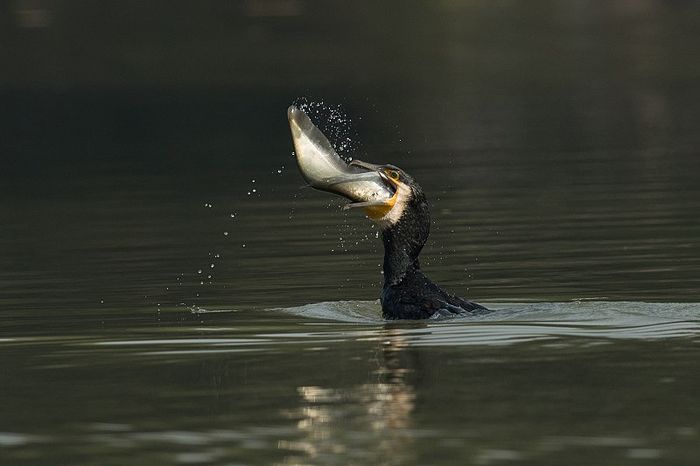 Ada Tradisi Memancing Ikan Bersama Burung Di Berbagai Negara