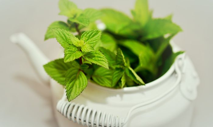 Daun mint