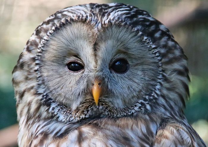 Tawny Owl.